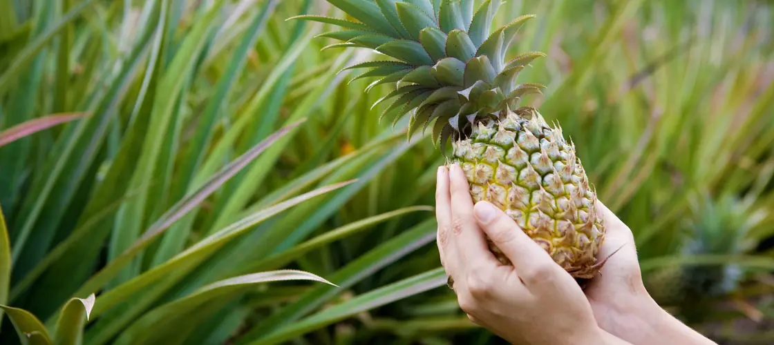 A Closeup of a Pineapple holding on the Hands with the Farm on the Background