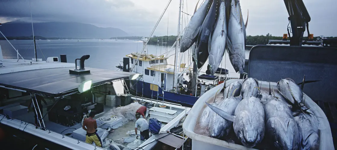 Shipping of Tuna Fish to the Vessels