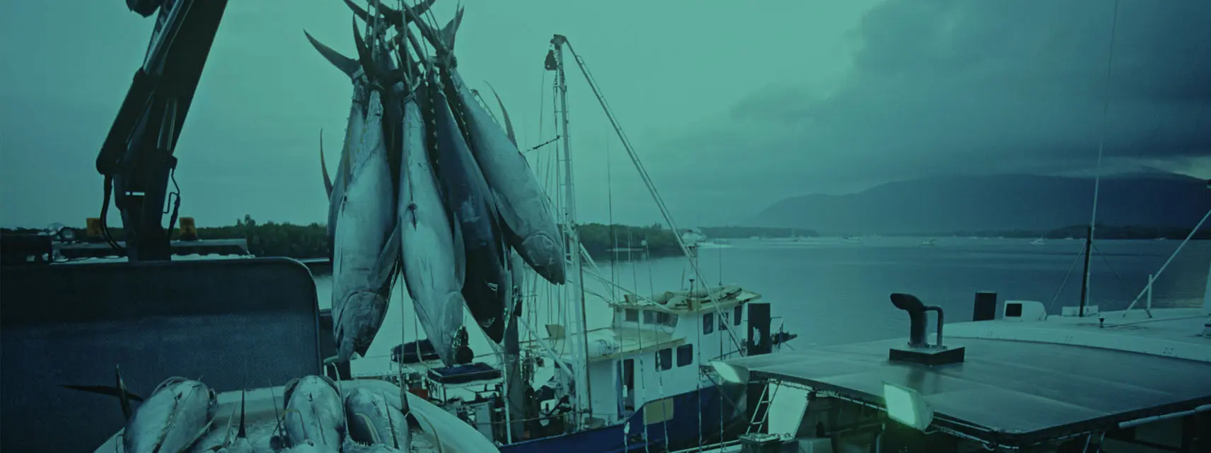 Shipping of Tuna Fish to the Vessels